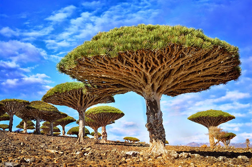 طبيعه , أجمل , الشجيرات , الجميلة , بالعالم , المذهلة , الالوان , الجميله